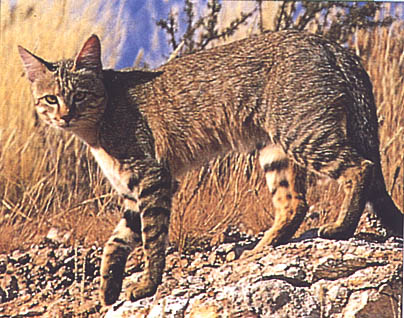 African Wildcat
